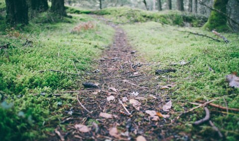 Elit vitae pharetra tempus sapien